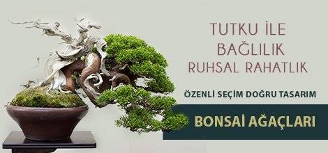 SITENIZIN